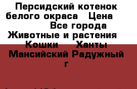 Персидский котенок белого окраса › Цена ­ 35 000 - Все города Животные и растения » Кошки   . Ханты-Мансийский,Радужный г.